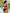 Lace-Up Bikini Set